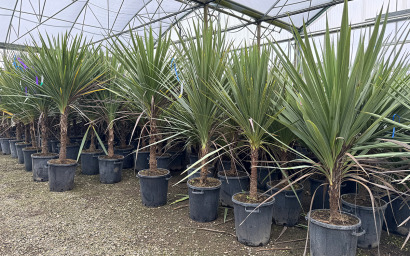cordyline indivise